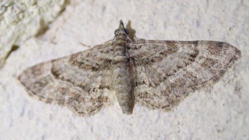 Gymnoscelis rufifasciata